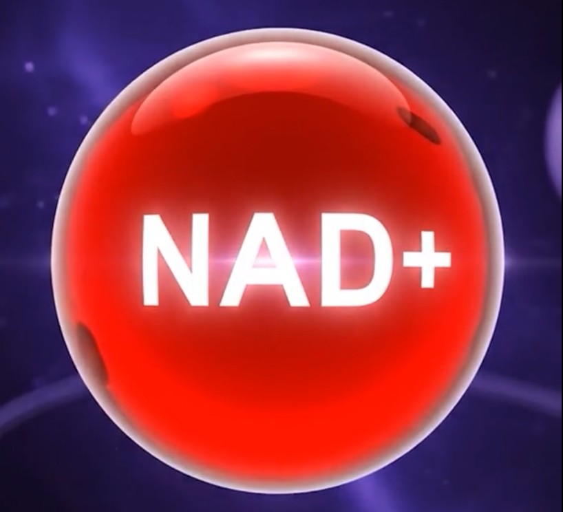 NAD+ coenzyme